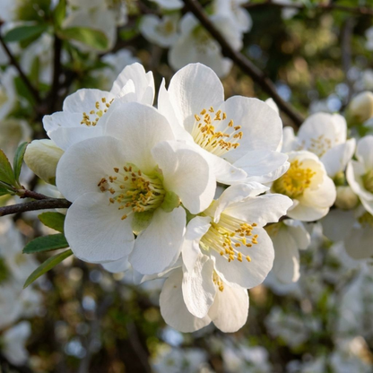 Japanese Quince White Rare Flowering Live Plant