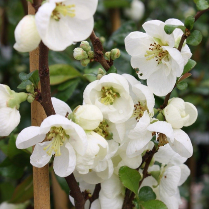 Japanese Quince White Rare Flowering Live Plant