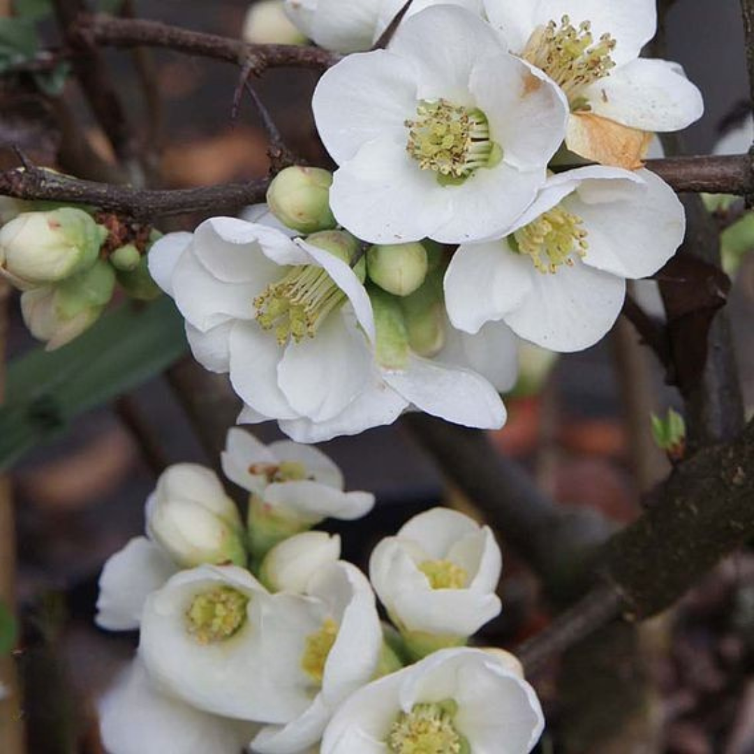 Japanese Quince White Rare Flowering Live Plant