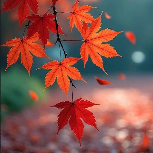 Japanese Red Maple Tree Live Plant