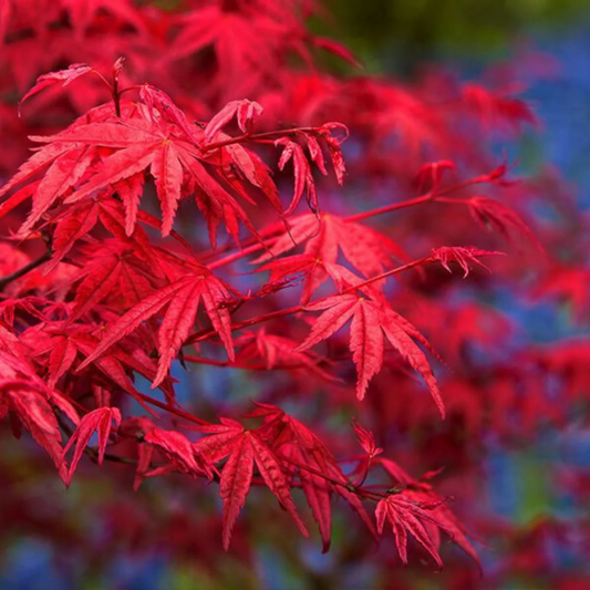 Japanese Red Maple Tree Live Plant