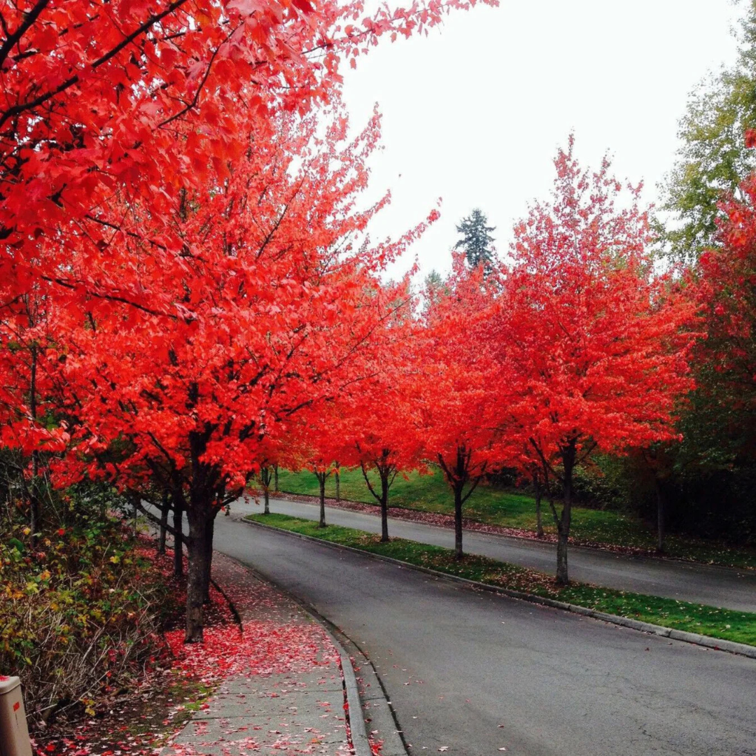 Japanese Red Maple Tree Live Plant