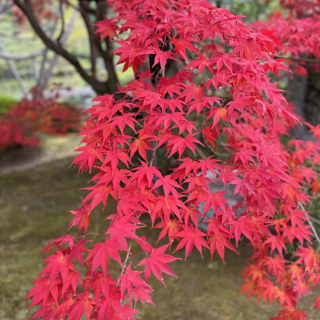 Japanese Red Maple Tree Live Plant