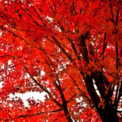 Japanese Red Maple Tree Live Plant