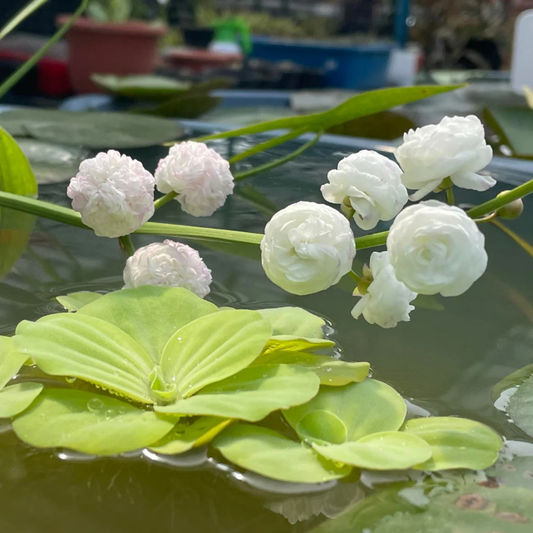 Japonica Sagittaria Aquarium Live Plant