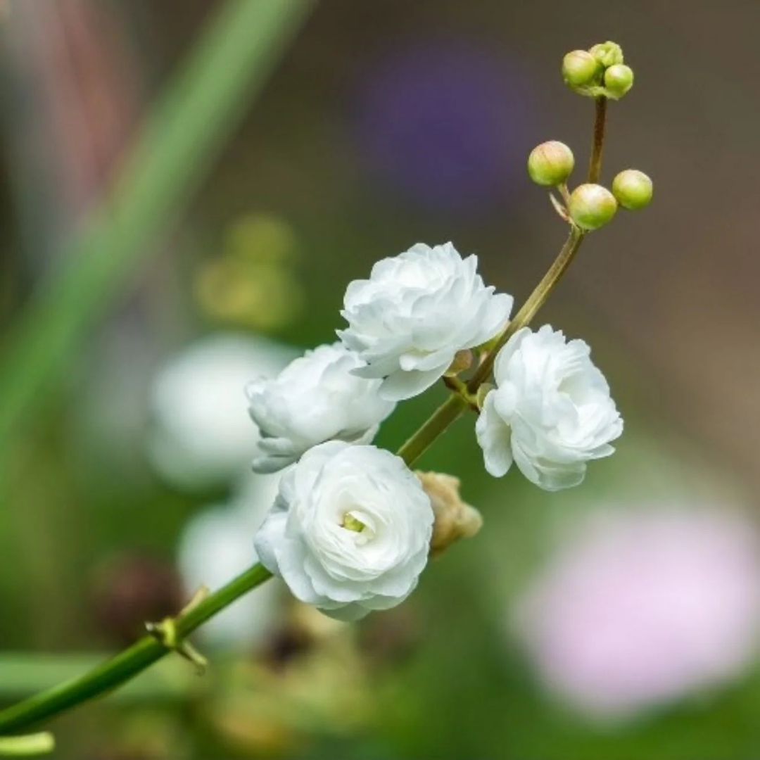 Japonica Sagittaria Aquarium Live Plant