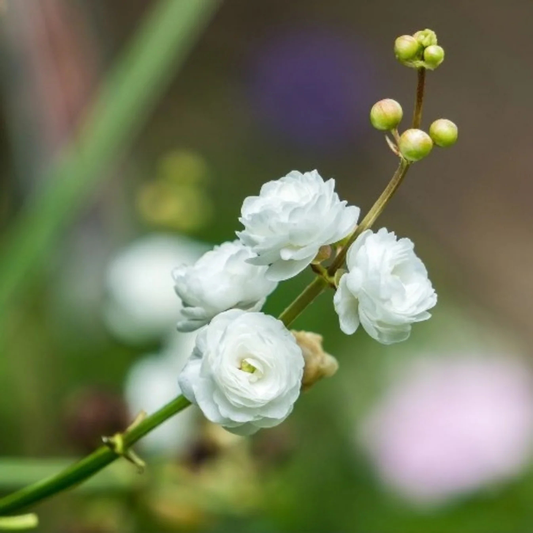 Japonica Sagittaria Aquarium Live Plant