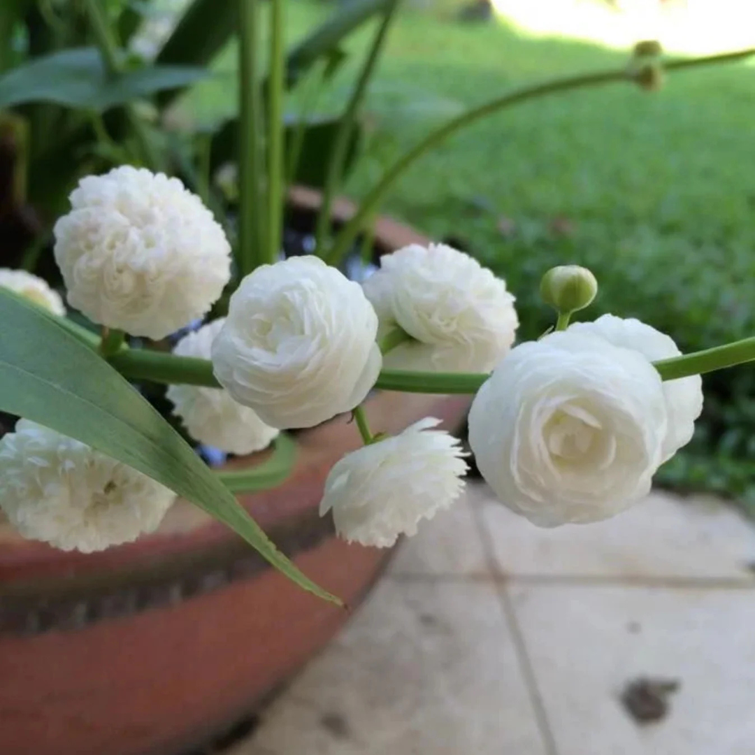 Japonica Sagittaria Aquarium Live Plant