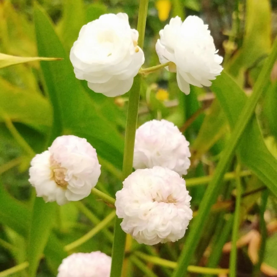 Japonica Sagittaria Aquarium Live Plant