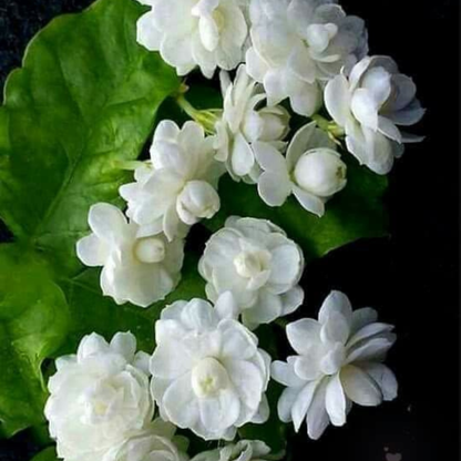 Jasmine Multi Petal Highly Fragrant All Time Flowering Rare Live Plant