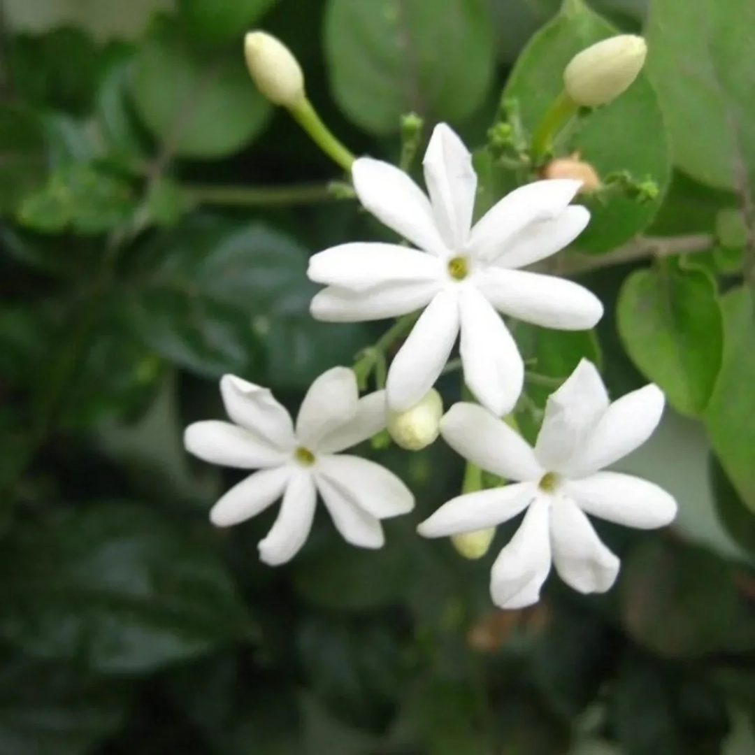 Juhi Jasmine (Jasminum auriculatum) Highly Fragrant Flowering Live Plant