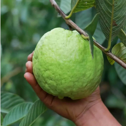 KG Big Size Guava (Amrood) Rare Live Fruit Plant