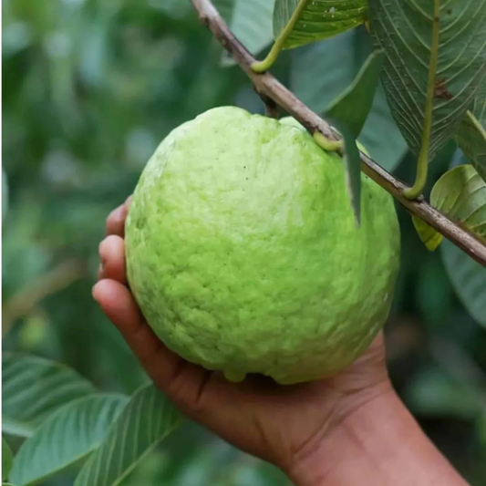 KG Big Size Guava (Amrood) Rare Live Fruit Plant