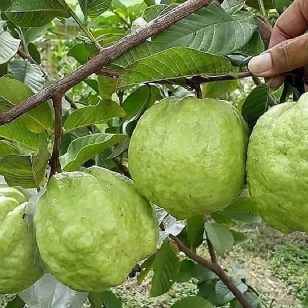 KG Big Size Guava (Amrood) Rare Live Fruit Plant