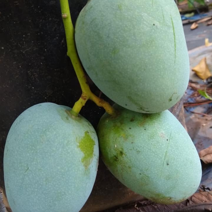 Kalapadi Mango Grafted Live Plant