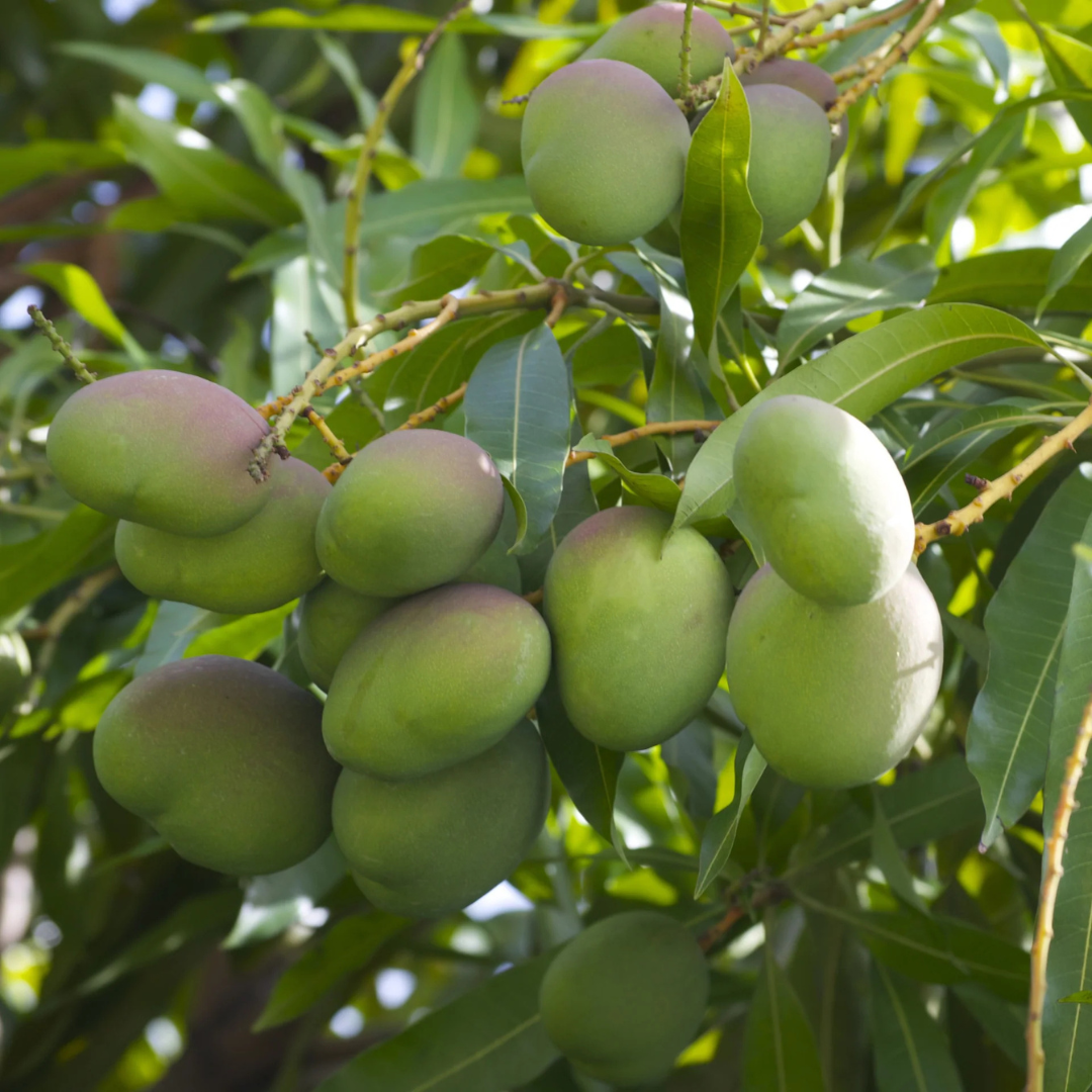 Kalluketti Mango Live Plant