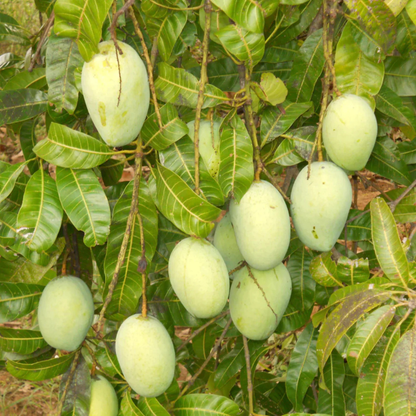 Kalluketti Mango Live Plant