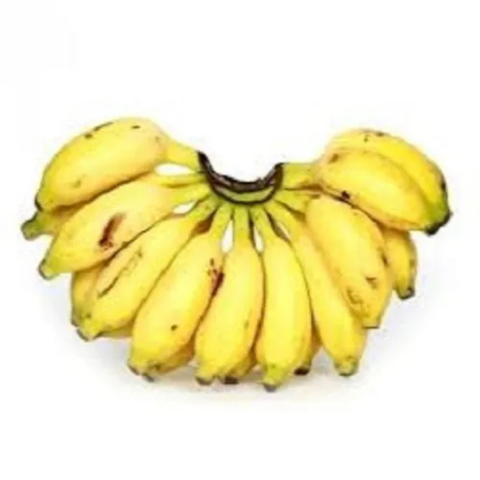 Kaveri Banana (Pisang Lilin) Live Plant