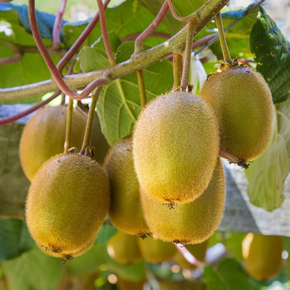 Kiwi Fruit (Actinidia deliciosa) Live Plant