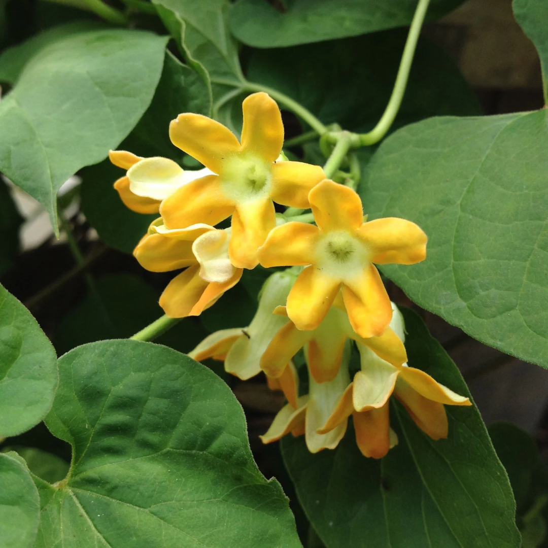 Kodi Sampangi / Tonkin Jasmine Live Plant