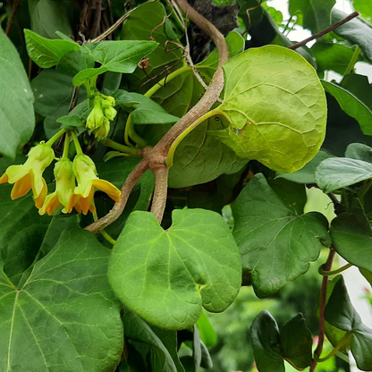 Kodi Sampangi / Tonkin Jasmine Live Plant
