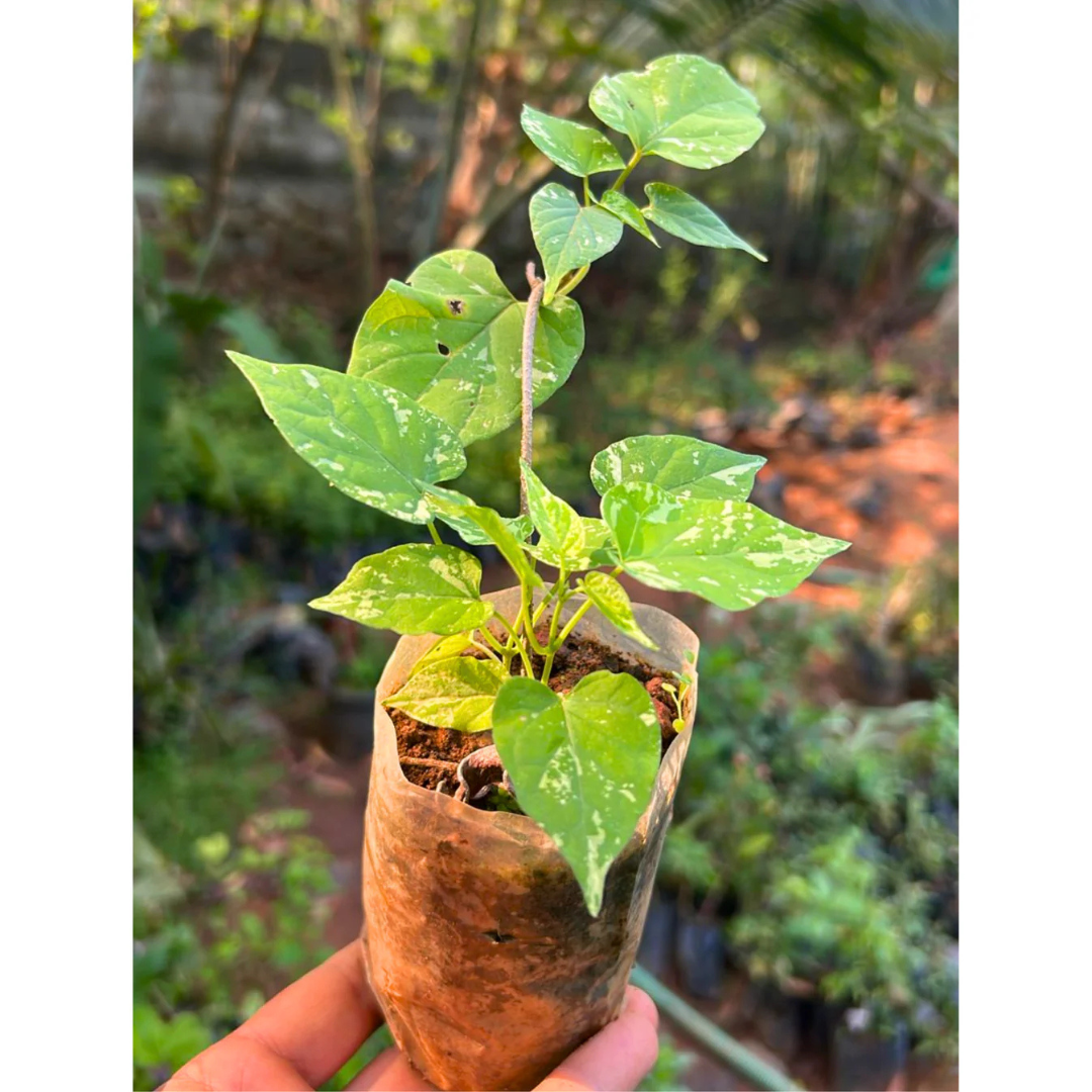 Kodi Sampangi / Tonkin Jasmine Live Plant