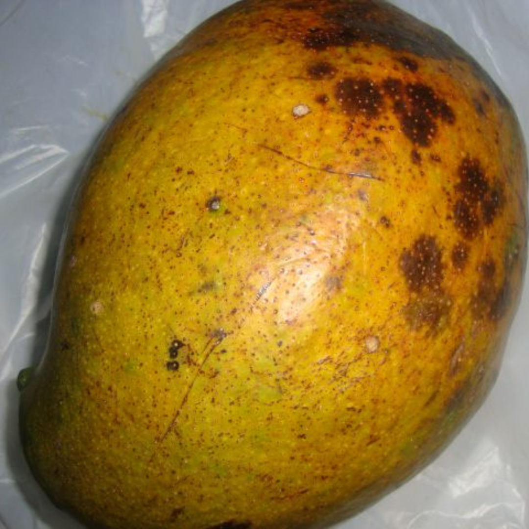 Kosseri Mango Grafted Live Plant
