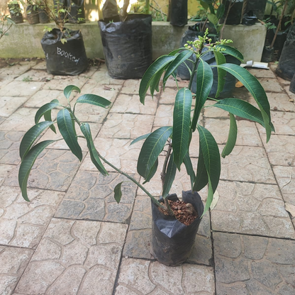 Kottukonam Mango Grafted Live Plant Dwarf Variety