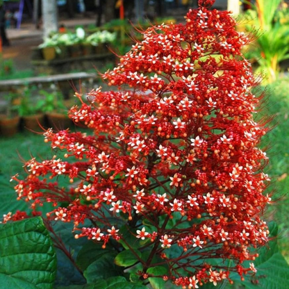 Krishnakireedam (Clerodendrum paniculatum) Flowering Live Plant