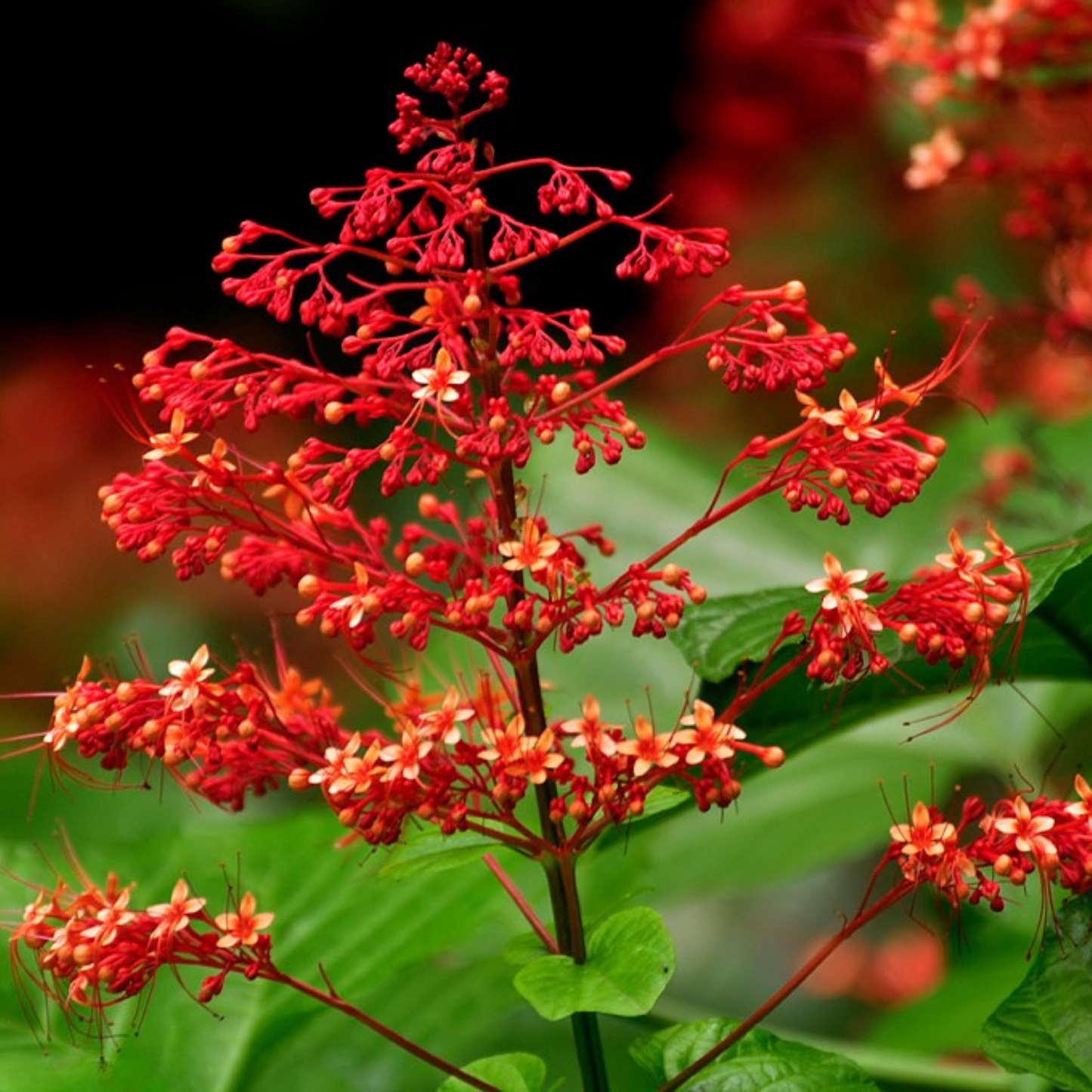 Krishnakireedam (Clerodendrum paniculatum) Flowering Live Plant