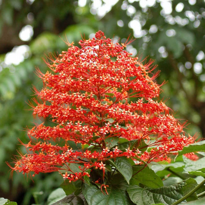 Krishnakireedam (Clerodendrum paniculatum) Flowering Live Plant