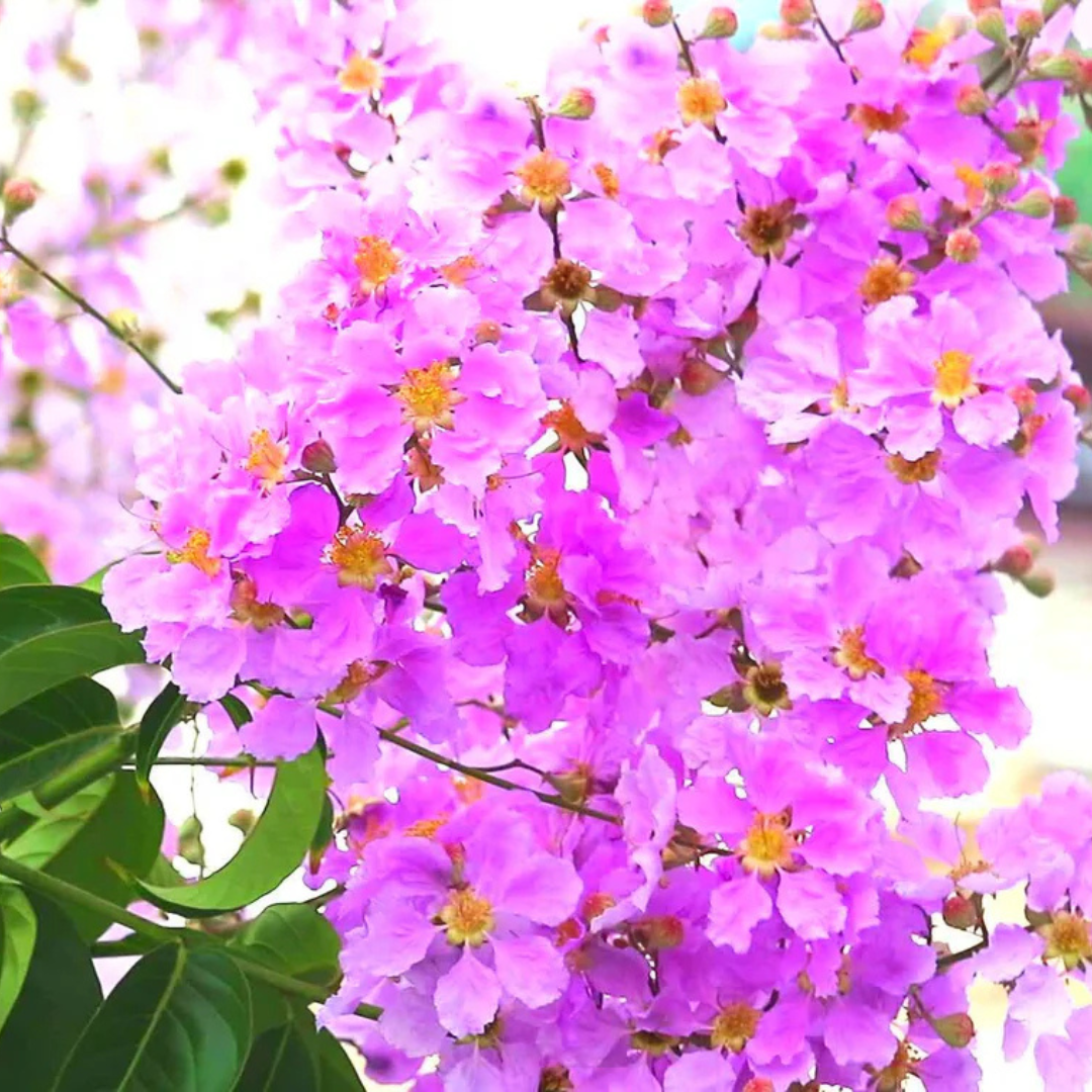 Lagerstroemia Speciosa Pink (Pride of India) Live Plant