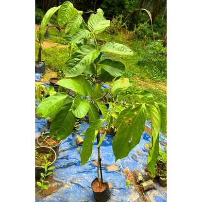 Lagerstroemia Speciosa Pink (Pride of India) Live Plant
