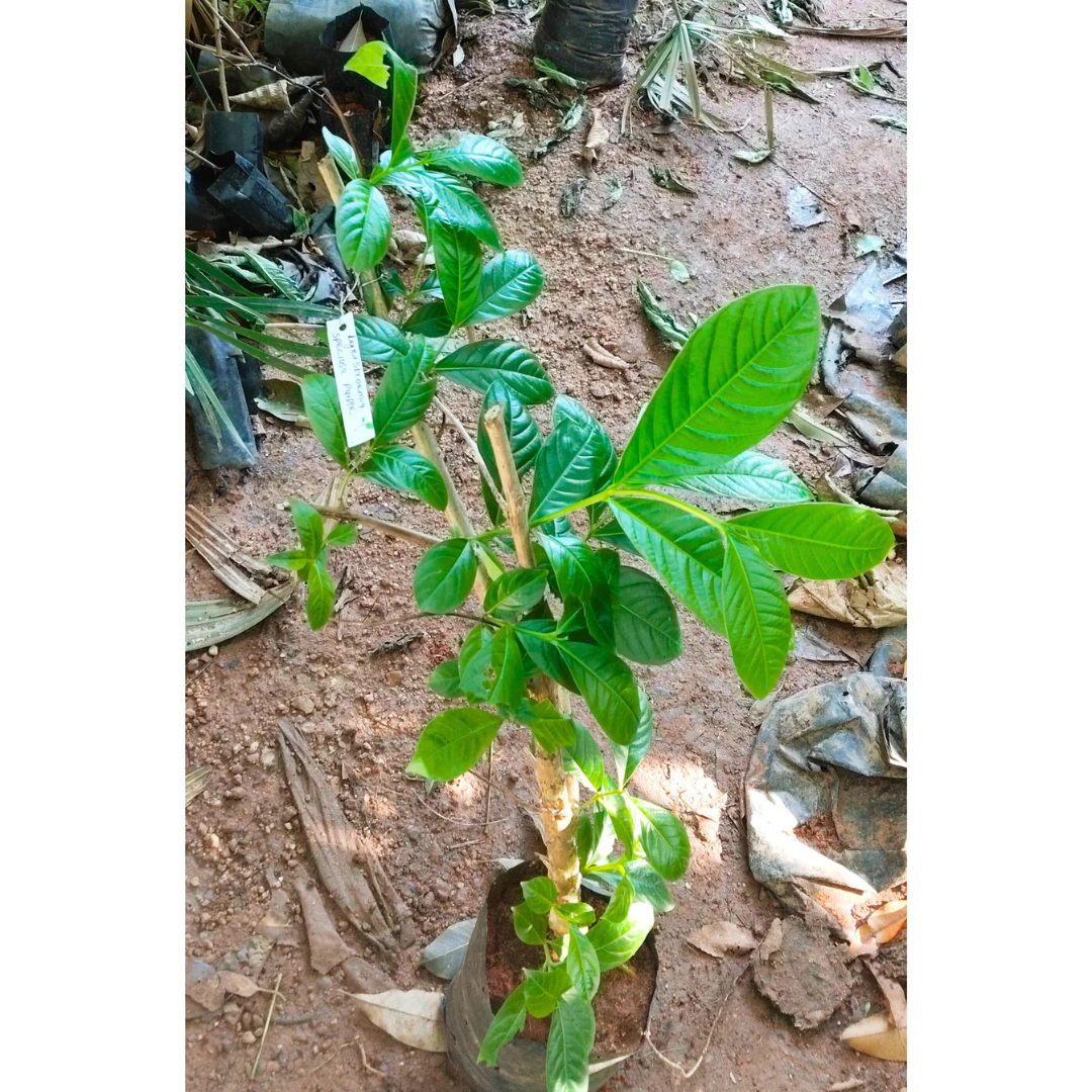 Lagerstroemia Speciosa Purple (Pride of India) Live Plant