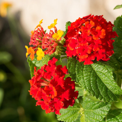 Lantana Red (Tick Berry) All Time Flowering Live Plant