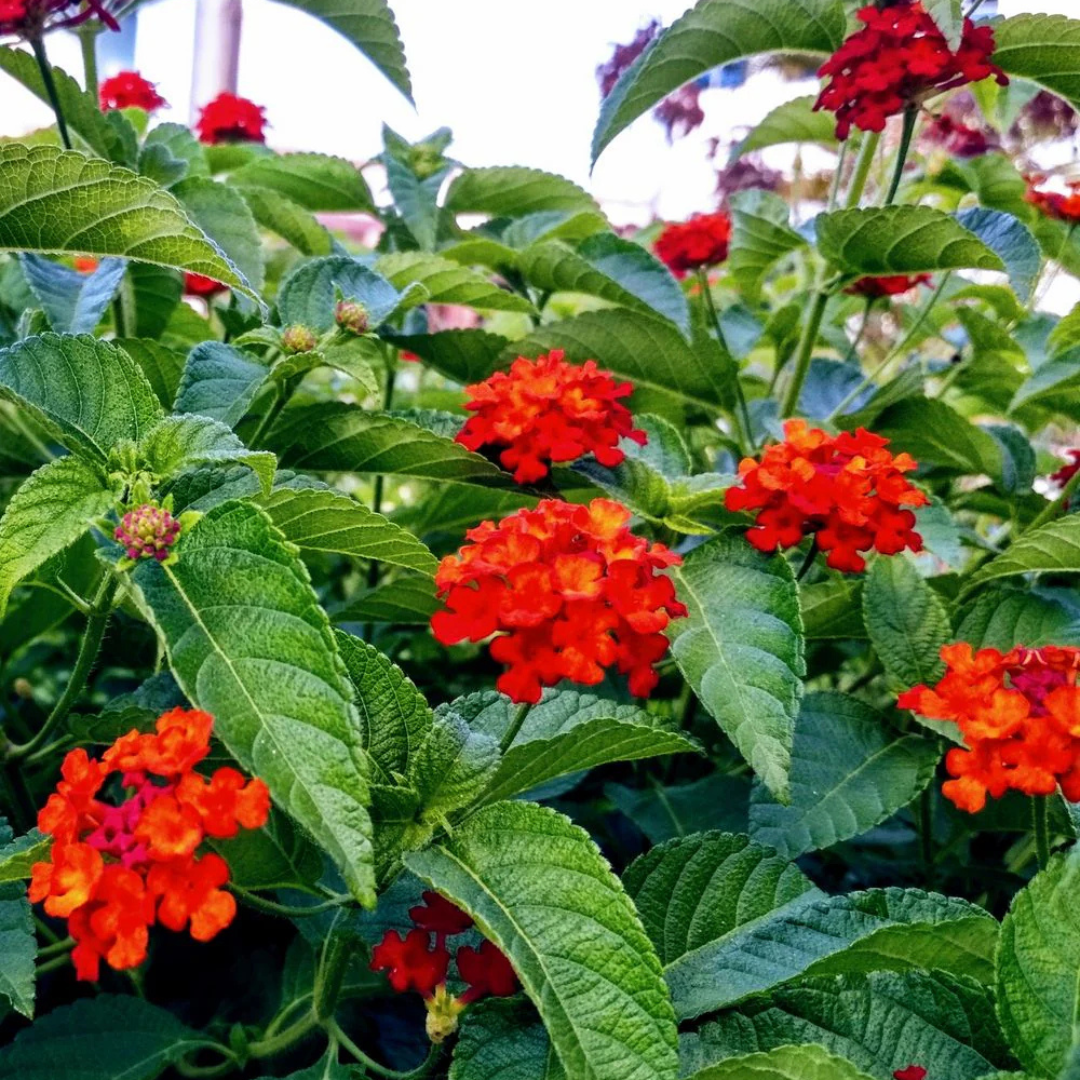 Lantana Red (Tick Berry) All Time Flowering Live Plant
