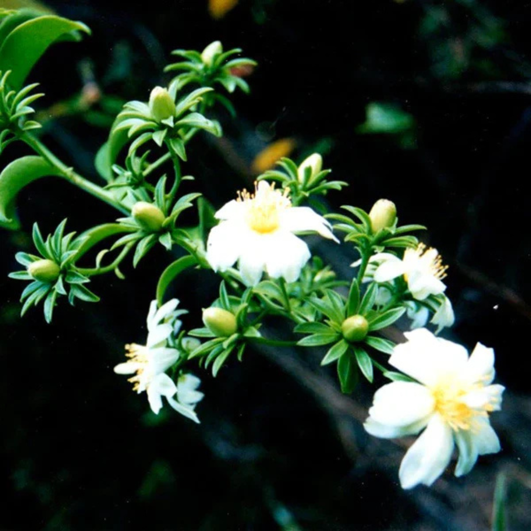 Lemon Vine (Pereskia Aculeata) Live Fruit Plant
