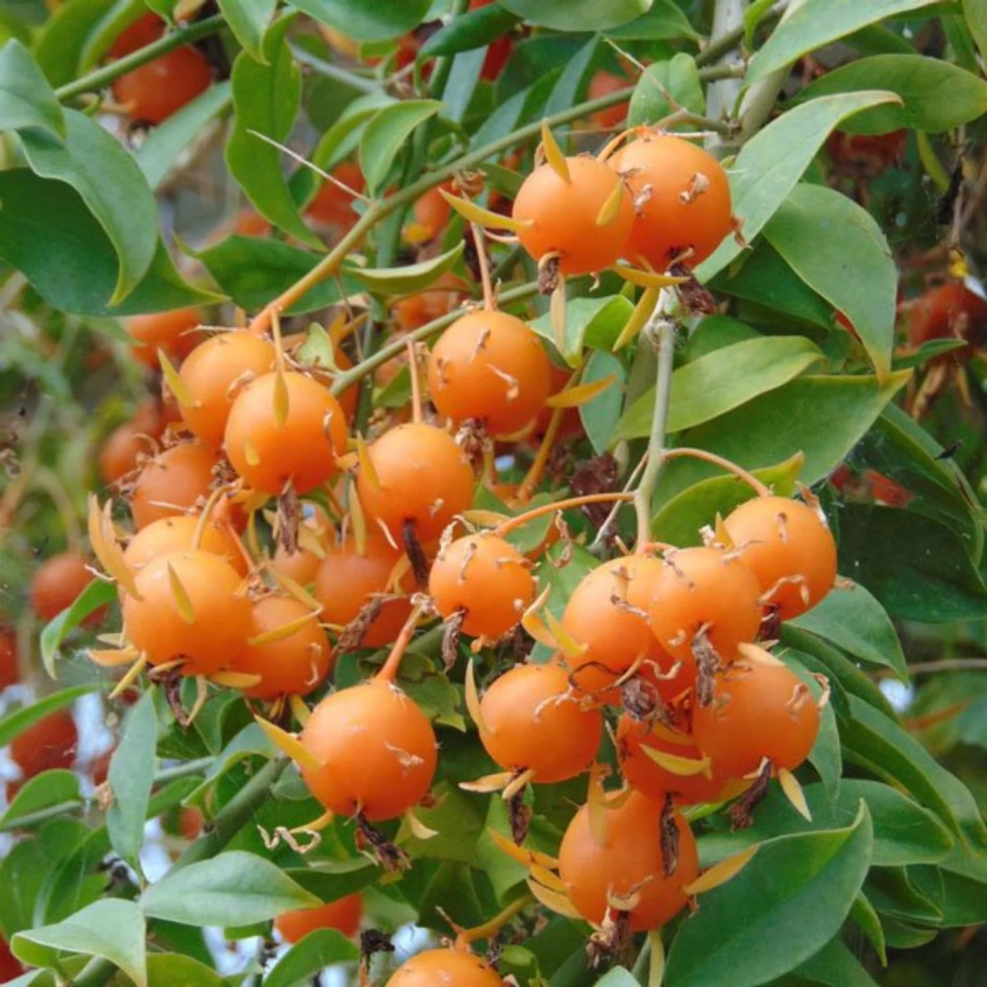 Lemon Vine (Pereskia Aculeata) Live Fruit Plant
