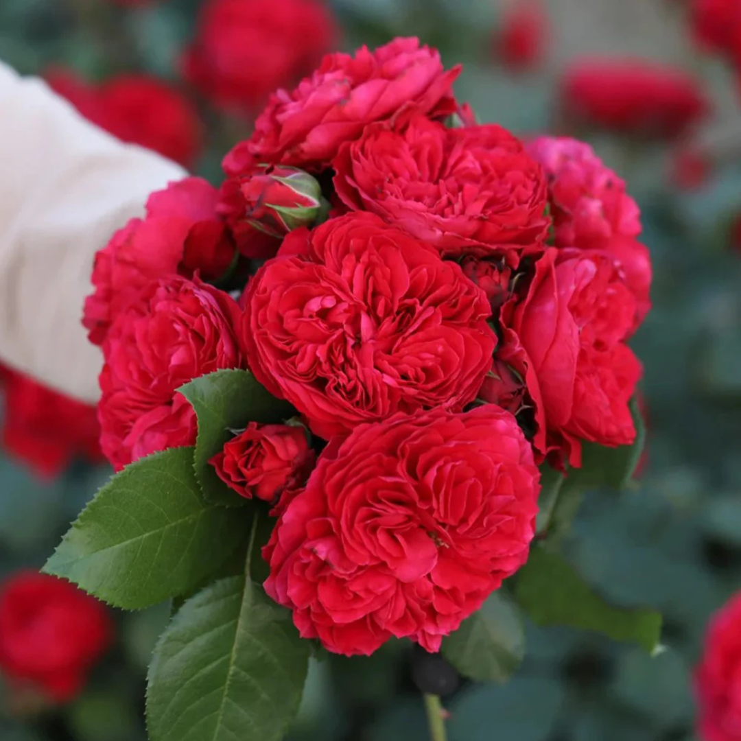 Leonardo da Vinci Fragrant Rose Live Plant