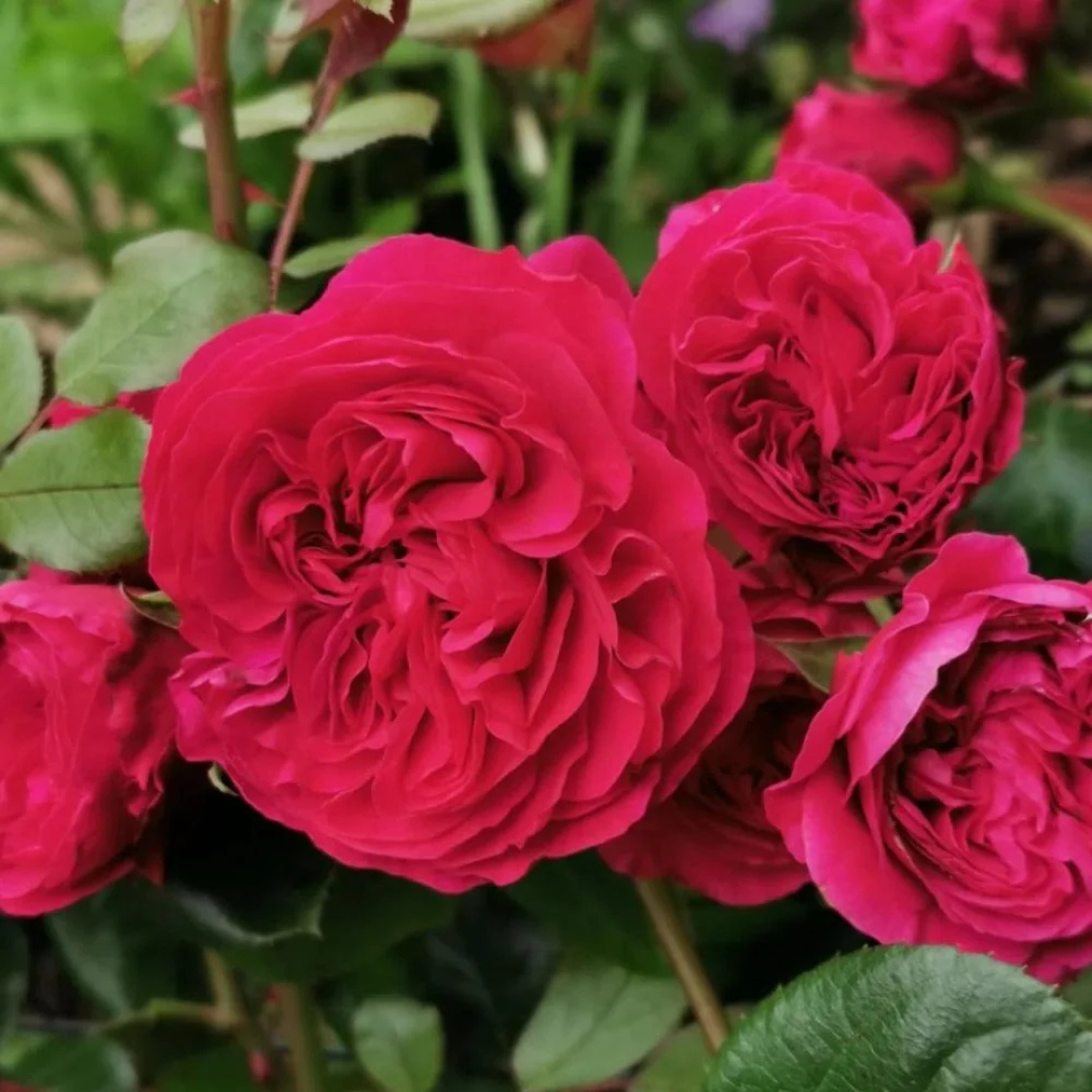 Leonardo da Vinci Fragrant Rose Live Plant