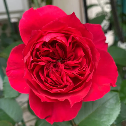 Leonardo da Vinci Fragrant Rose Live Plant