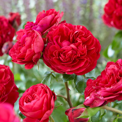 Leonardo da Vinci Fragrant Rose Live Plant