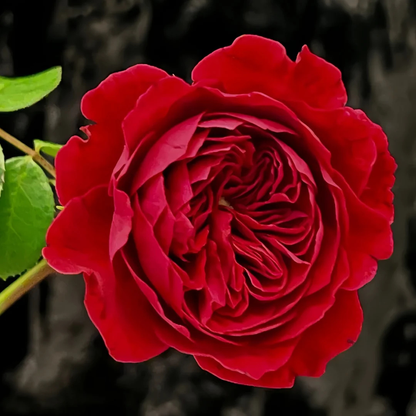Leonardo da Vinci Fragrant Rose Live Plant
