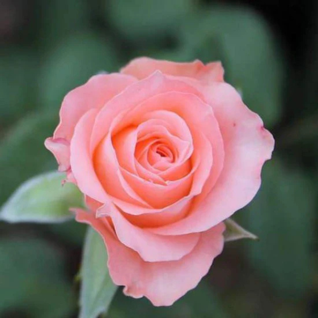 Light Peach Rose Grafted Live Plant | Buy Flowering Rose Plant Online ...
