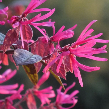Loropetalum Chinese Fringe All Time Flowering Live Plant