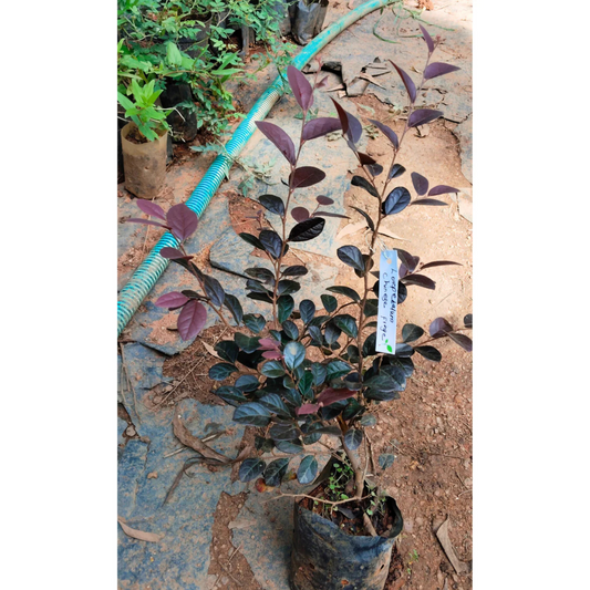 Loropetalum Chinese Fringe All Time Flowering Live Plant