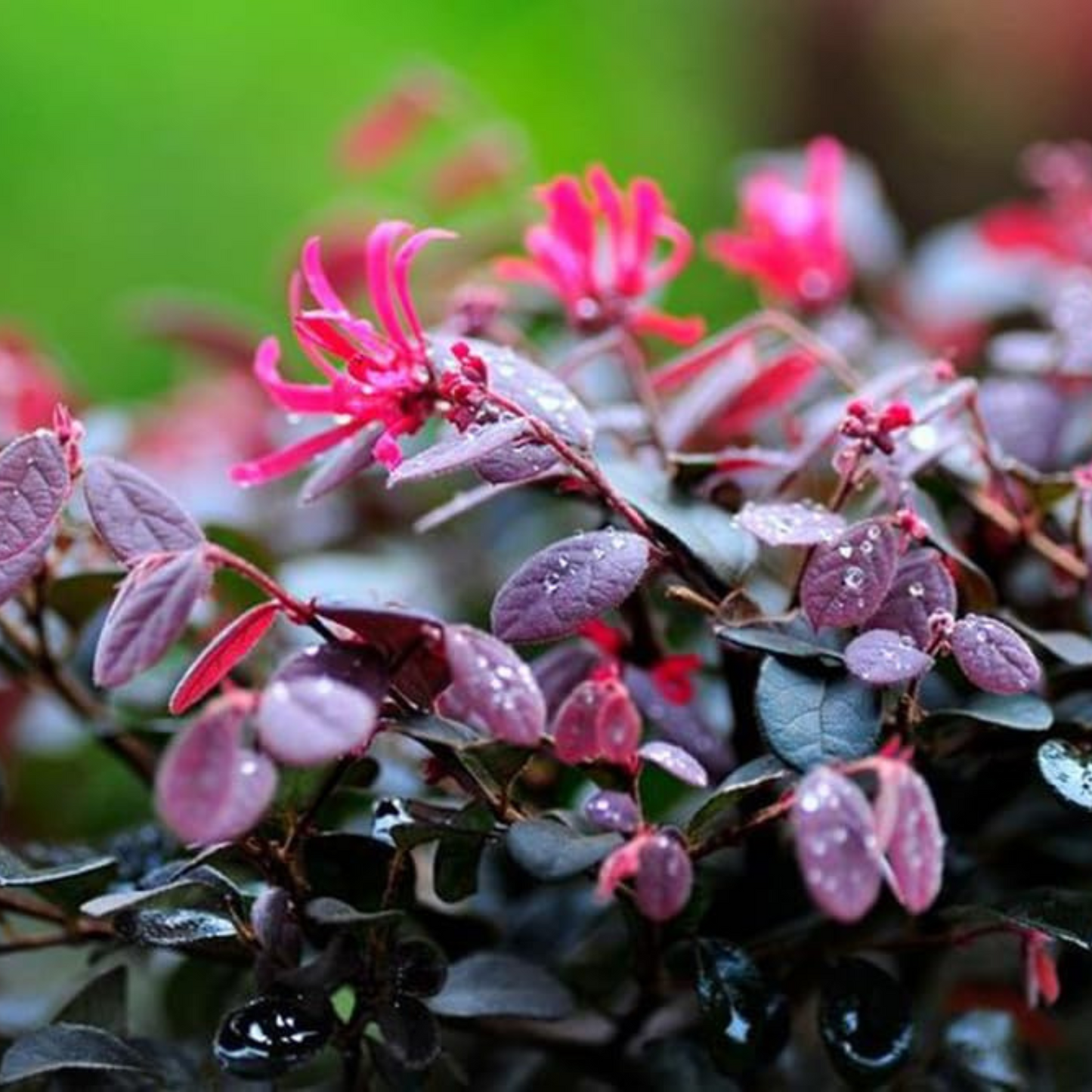 Loropetalum Chinese Fringe All Time Flowering Live Plant