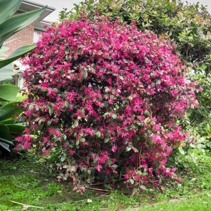 Loropetalum Chinese Fringe All Time Flowering Live Plant
