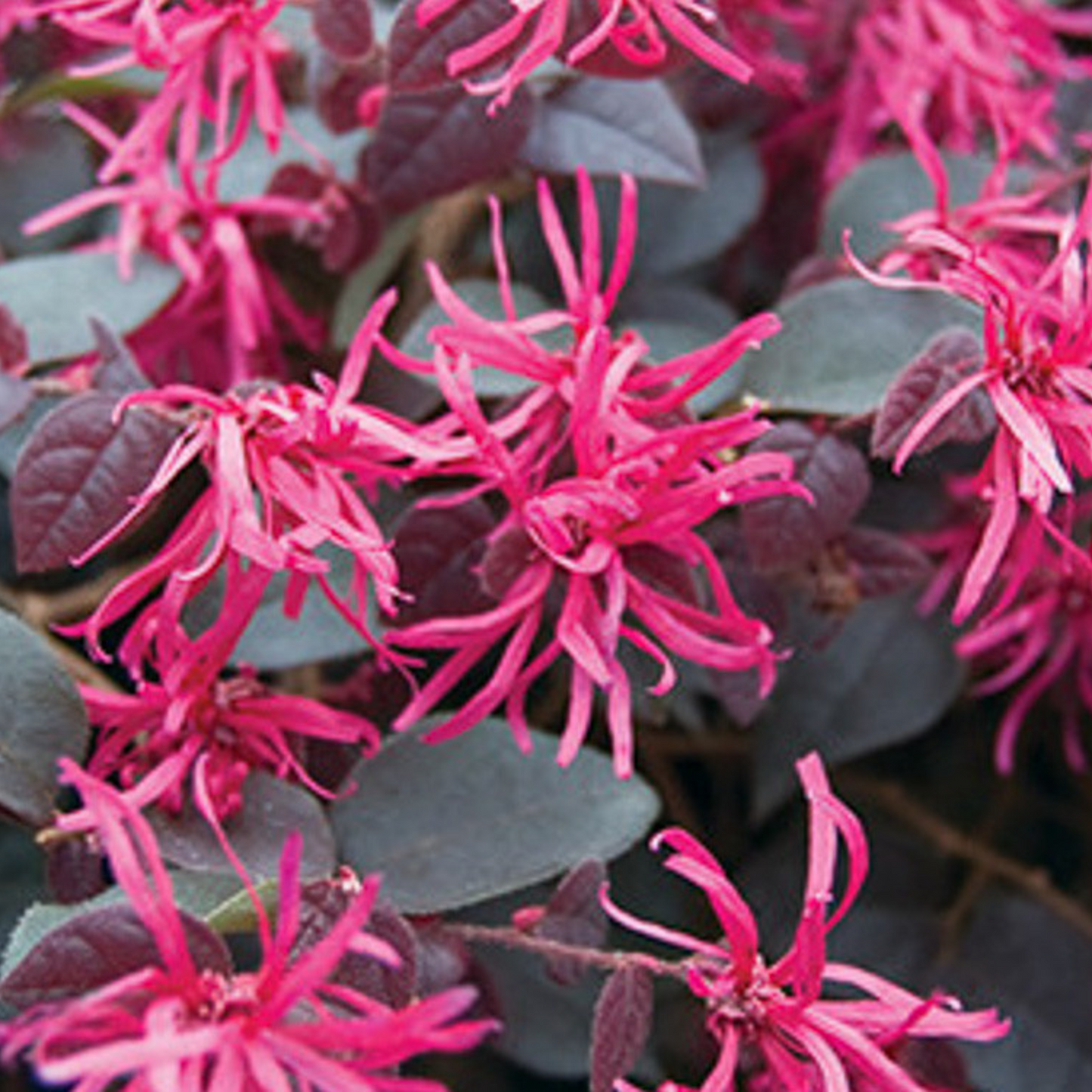 Loropetalum Chinese Fringe All Time Flowering Live Plant