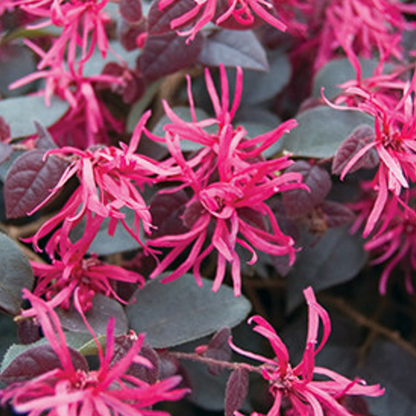 Loropetalum Chinese Fringe All Time Flowering Live Plant